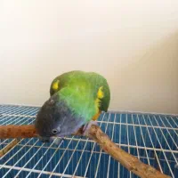 طوطی سنگال