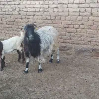 بز پر شیر تضمینی