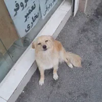 سگ پامر  اشپیتز
