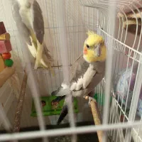 معاوضه