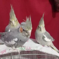 عروس هلندی دستی
