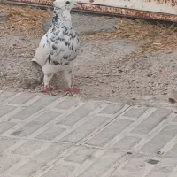 کفتر