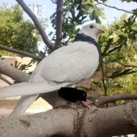 گم شده