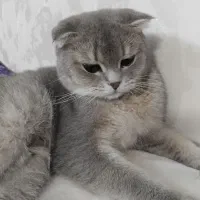 گربه|گربه|یزد, |دیوار