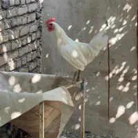 خروس گلین لری