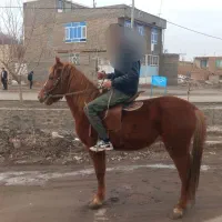 اسب نر اهلی