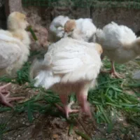 جوجه بوقلمون ۲۲ روزه سرحال واکسینه شده