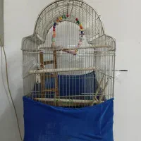 قفس عروس هلندی