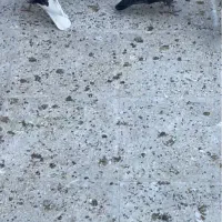 صد تا جوجه کفتر (کبوتر) به شرط