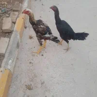 مرغ وخروس