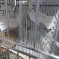 کاکادو