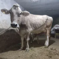 گاو بور و گوساله نر سویسی