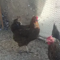 مرغ