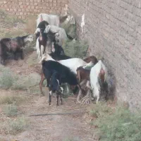 چپش و کولار آبستن آلپاین و دورگ