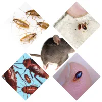 سمپاشی منزل ساس سم پاشی موریانه سوسک کابینت موش
