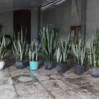 گل سانسوریا نهال