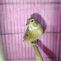 سینه سرخ جفتی