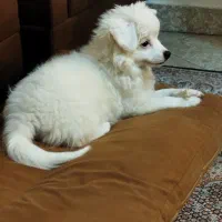 پامراشپیتز ۴ ماهه