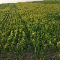 زمین-کشاورزی-دیم