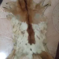پوست بز