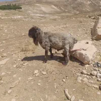 فروش قوچ کله زنگ