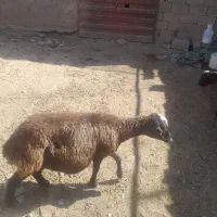 میش جوان هم براداشت هم گوشت
