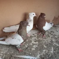 کبوتر سینه طوقی