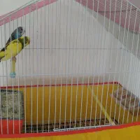مرغ عشق