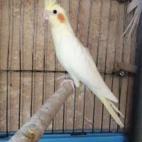 جوجه عروس هلندی لوتیتو