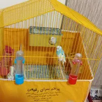 ۲ عدد مرغ عشق با قفس و همه تجهیزات