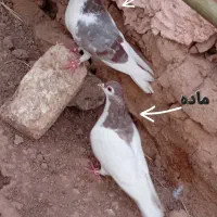 کبوتر زینتی