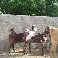 5راس بز پاکستانی ابستن سنگین