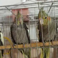 سه ماهشون هست عروس هلندی ها