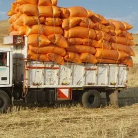 کاه گندم دیم درجه یک