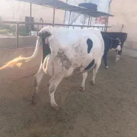 گاو ۲۵ کیلو شیر
