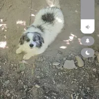 سگ پاکوتاه نژاددار