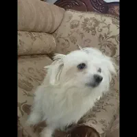 سگم گمشده