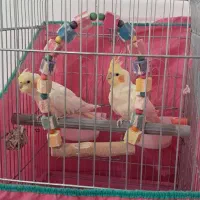 عروس هلندی