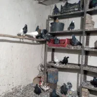 باسلام