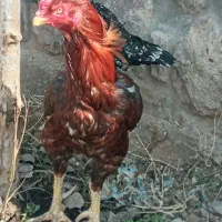مرغ وخوروس لاری افغان وسه عدد جوجه ۱۰ روزه