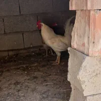 خروس محلی معاوظه با جوجه لاری