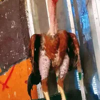 خروس لاری