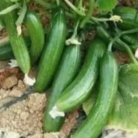 خیار محلی تازه نصف قیمت بازار