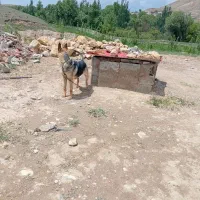 سگ گرگی|سگ|نمین, |دیوار
