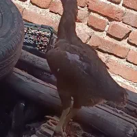 تخم نطفه دار لاری