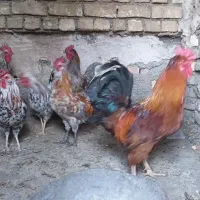 خروس جوان درجه یک