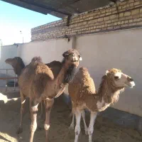 حره شتر|حیوانات مزرعه|کویرات, |دیوار