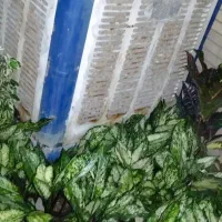 گل اپارتمانی حجت گل درشت