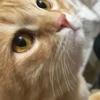 گربه پرشین گارفیلدی/واگذاری گربه
