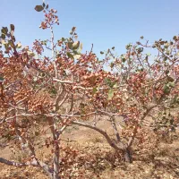 پسته کله قوچی